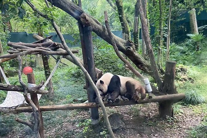 Private Zhujiajiao Water Town Tour with Shanghai Zoo and Panda - Why combine Shanghai Zoo with Zhujiajiao?