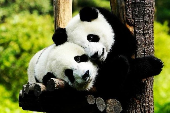 Private Zhujiajiao Water Town Tour with Shanghai Zoo and Panda - The transfer to Zhujiajiao