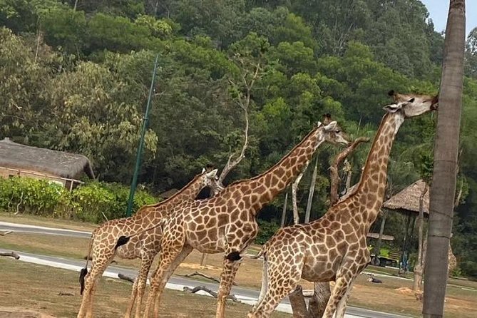 See Panda Guangzhou Chimelong Safari Park and Circus Private Tour - Key points to know before booking