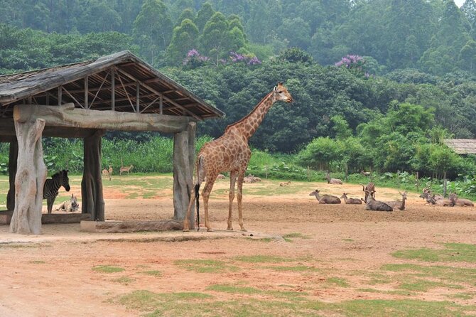 See Panda Guangzhou Chimelong Safari Park and Circus Private Tour - Why a private tour helps at Chimelong