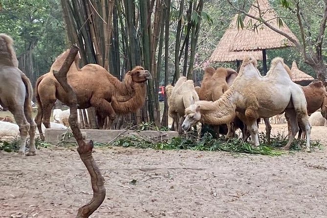 See Panda Guangzhou Chimelong Safari Park and Circus Private Tour - What the $200 price really covers