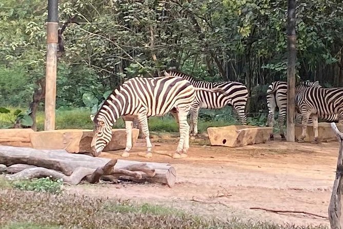 See Panda Guangzhou Chimelong Safari Park and Circus Private Tour - Booking and cancellation points