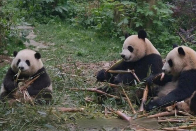 See Panda Guangzhou Chimelong Safari Park and Circus Private Tour - Hotel pickup and the ride to the park