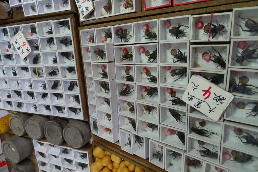 Shanghai: 3-Hour Old Shanghai City Tour - Who should book this Shanghai walk?