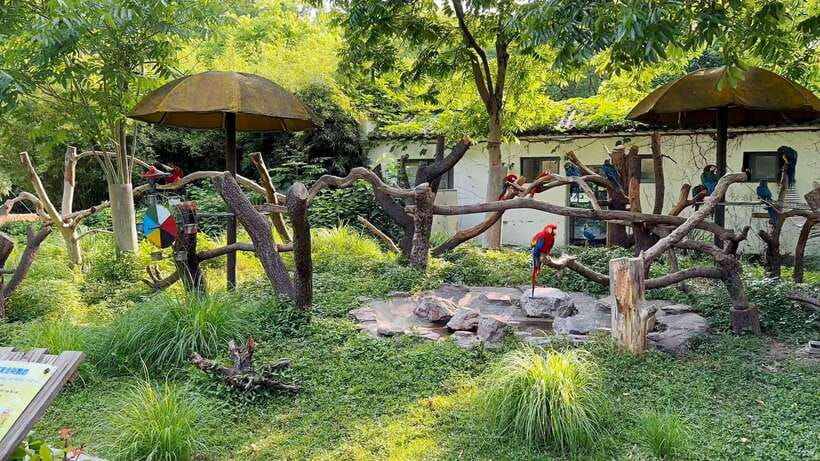Shanghai: Zoo and Zhujiajiao Water Town Tour with Boat Ride - Shanghai Zoo and the search for pandas