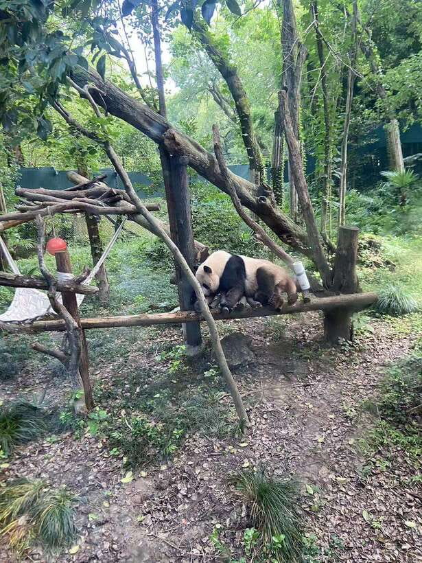 Shanghai: Zoo and Zhujiajiao Water Town Tour with Boat Ride - Why the private guide matters