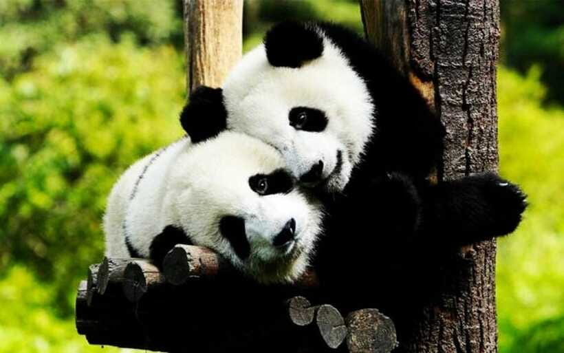Shanghai: Zoo and Zhujiajiao Water Town Tour with Boat Ride - Booking details worth knowing before you go