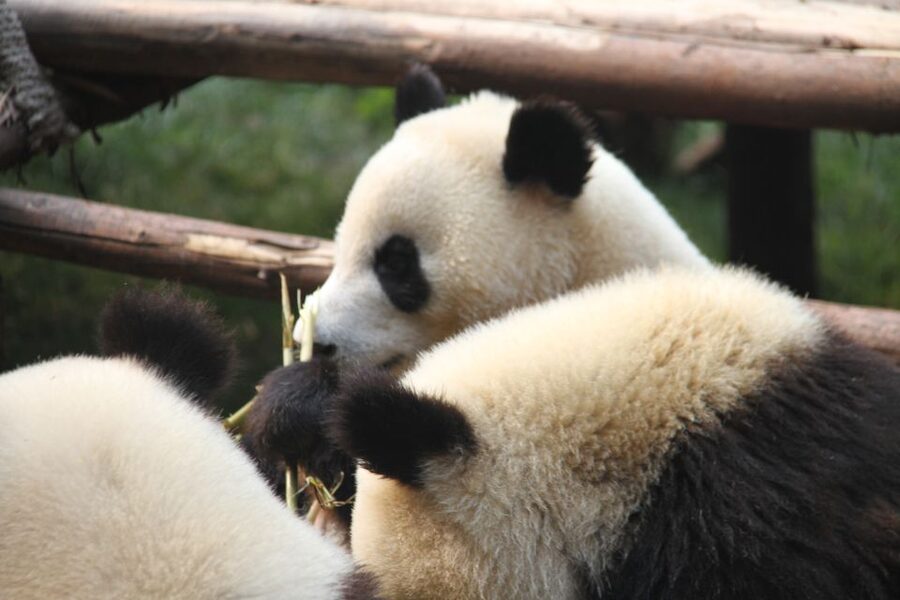 Sichuan: Big Panda Volunteer Day tour - Who should book this experience?