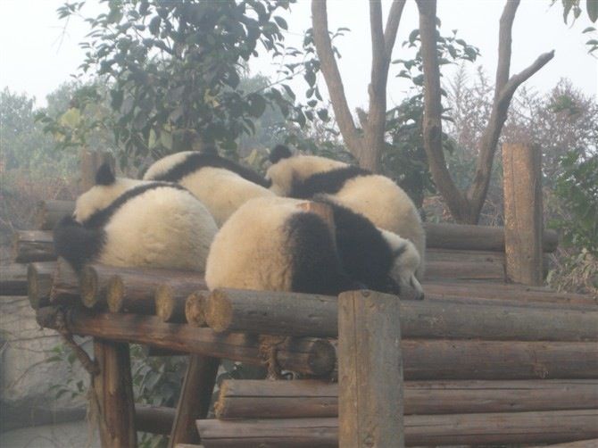 Sichuan: Big Panda Volunteer Day tour - Cleaning, food preparation, and panda behavior