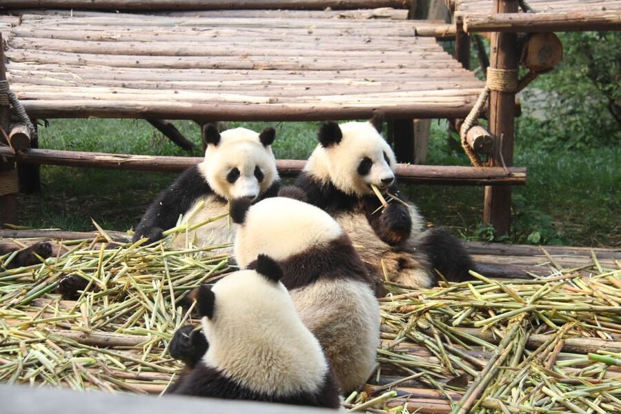 Sichuan: Big Panda Volunteer Day tour - Lunch and finding your way back