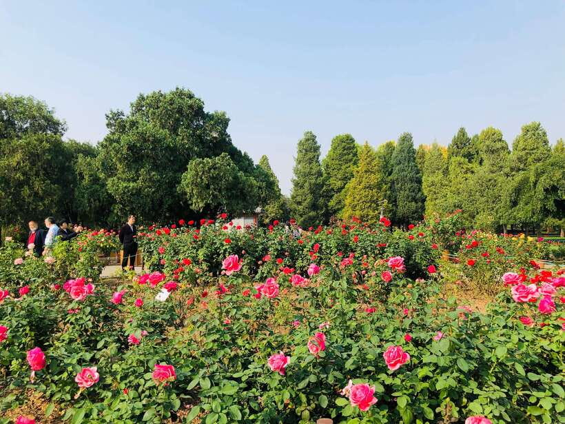 Temple of Heaven Ticket - Remote assistance from Li, without an on-site guide