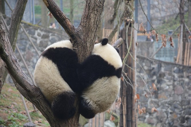 Visiting Dujiangyan Yaan Wolong Panda Base Optional Volunteering - What this panda volunteering day really offers