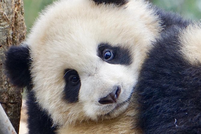 Visiting Dujiangyan Yaan Wolong Panda Base Optional Volunteering - Orientation, uniforms, and the first look at the base