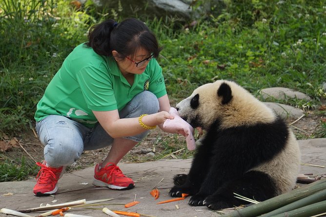 Visiting Dujiangyan Yaan Wolong Panda Base Optional Volunteering - The 7:20 am pickup and road trip
